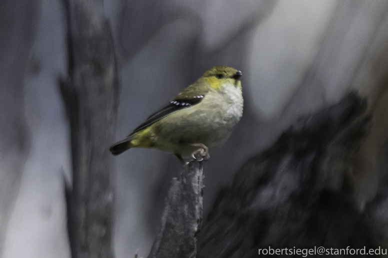 pardalote